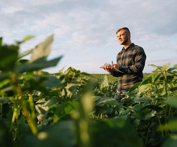 Year-Round Pesticide-Free Vertical Farming Solutions