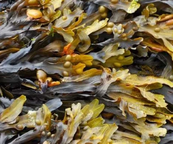 Developing mechanized seaweed farming and converting biomass into biofuels