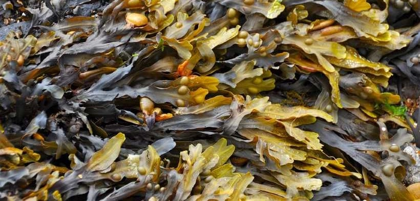 Read more about the article Developing mechanized seaweed farming and converting biomass into biofuels