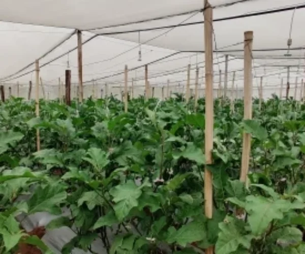 Complete “Greenhouse-in-a-Box” with Agronomy Support