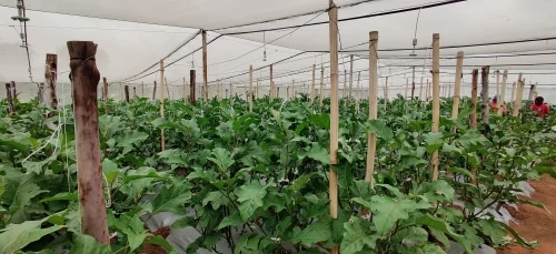 Read more about the article Complete “Greenhouse-in-a-Box” with Agronomy Support