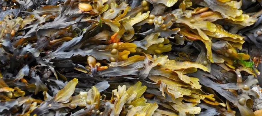 image - 2025-06-27T234037.952